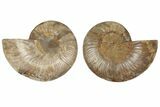 6.45" Cut & Polished, Agatized Ammonite Fossil - Madagascar - #191550-1